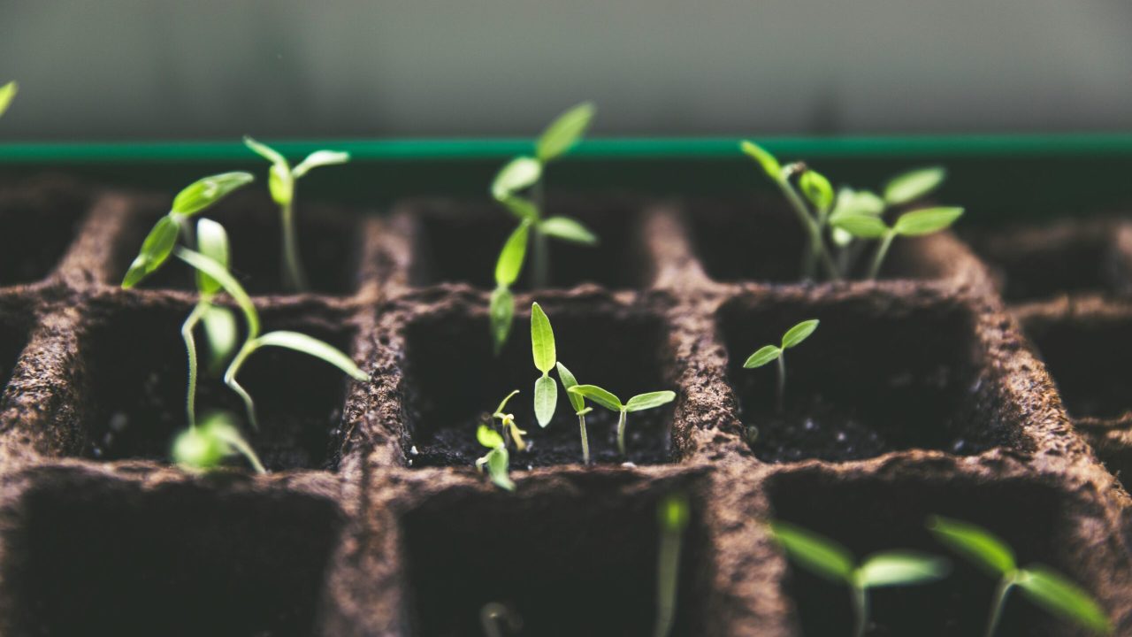 Close-up of green sprouts emerging from soil in seed trays, symbolizing growth and vitality.